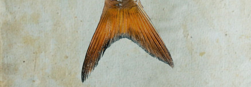 short tail vs. long tail