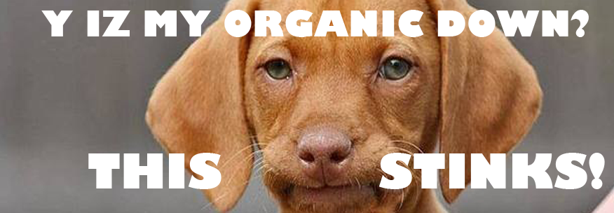 grumpy SEO dog