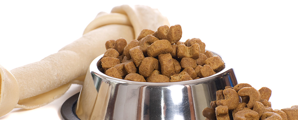 Dog Food and Bone